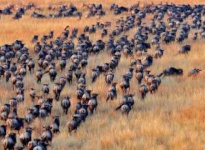 7 Day Wildlife Safari Including Wildebeest Migration Mid Range Tour