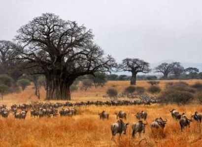 7D Safari Tarangire-Serengeti-Ngorongoro Crater-Lake Manyara Mid Range Tour