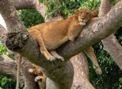 2 Days Queen Elizabeth National Park Safari Tour