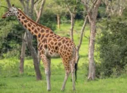 2 Days Uganda Safari To Lake Mburo National Park Tour