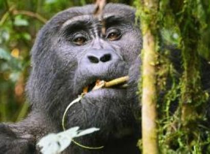 3 Days Bwindi Gorilla Trekking Tour