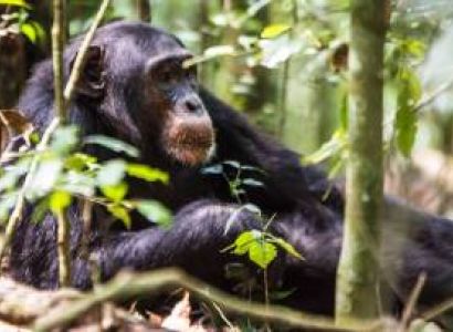 3 Days Uganda Wildlife And Chimpanzee Tracking Tour