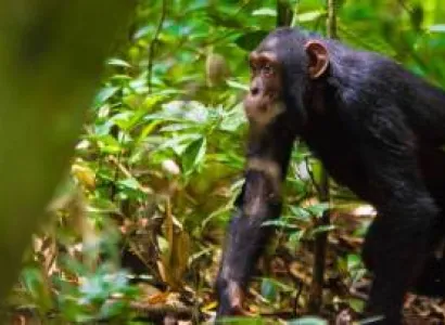 4 Days Kibale Chimpanzee And Queen Elizabeth Safari Tour