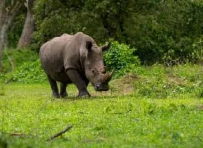 4 Days Murchison Falls And Ziwa Rhino Safari Tour