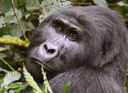5 Days Primate Tracking Safari In Uganda Tour