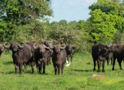 5 Days Uganda Big Five And Primates Safari Tour