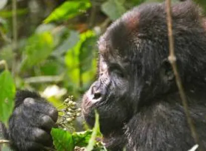 6 Days Uganda Chimpanzee And Gorilla Safari Tour