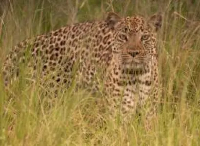 7 Days Murchison - Kibale And Queen Elizabeth Safari Tour