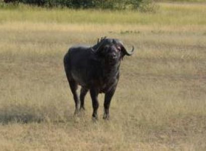 5 Days Tanzania Big Five Safari Tour