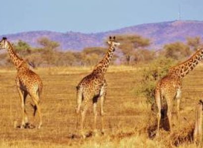 6 Days Serengeti And Tarangire Safari Tour