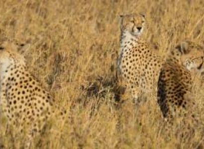 8 Days Tanzania Wildlife Safari Adventure Tour