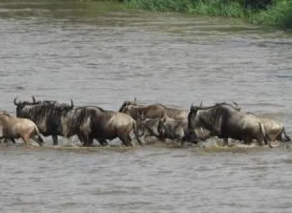 9 Days Serengeti Wildebeest Migration Safari Tour