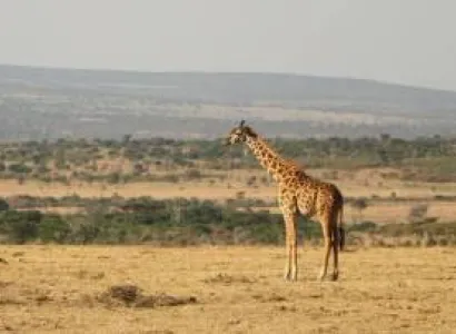 10 Days Best Of Tanzania Safari Package