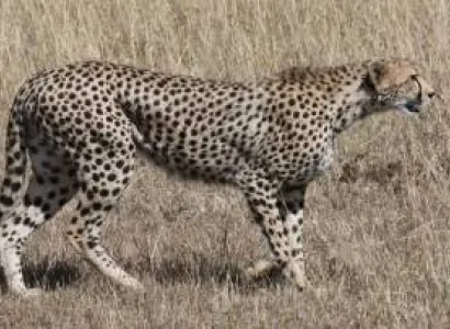 11 Days Luxury Tanzania Safari Experience Tour