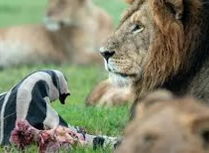 7 Days Masai Mara - Lake Nakuru - Amboseli Tour