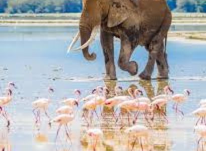 12 Days Kenya Safari Experience Tour