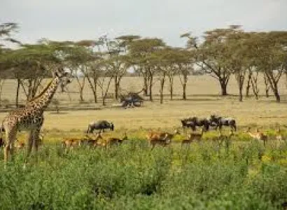 4 Nights 5 Days Lake Nakuru - Masai Mara - Lake Naivasha Tour