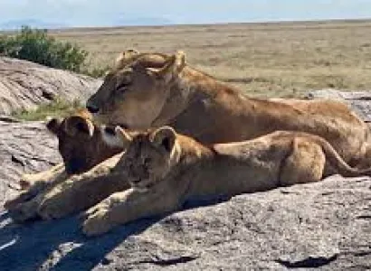 7 Days Amboseli - Lake Naivasha - Lake Nakuru - Masai Mara Tour