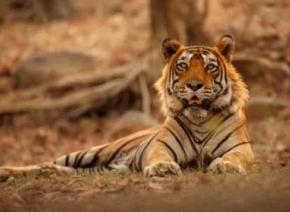 Ranthambore One Day Trip