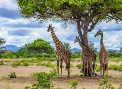 Mikumi National Park - Zanzibar Experience Tour