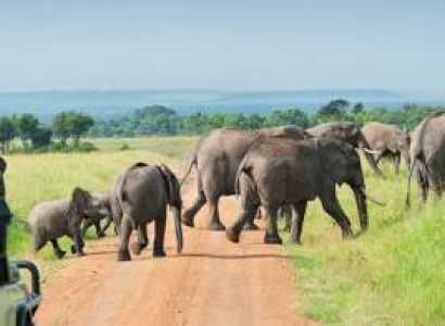 Nyerere National Park - Zanzibar Fly-in Experience Tour
