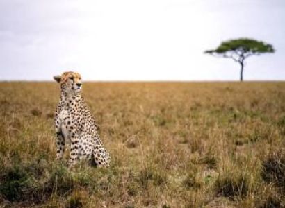 5 Nights - 6 Days Classic Kenya Safari Tour
