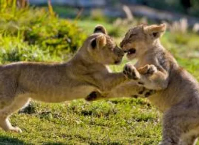 5Nights 6Days Experience Kenya