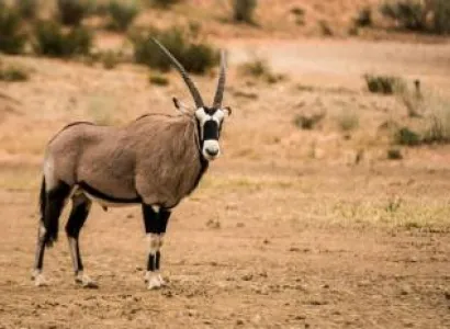 3Nights 4Days Samburu & Ol Pejeta Tour Package