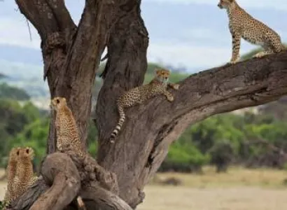 4 Nights / 5 Days Amboseli, Lake Naivasha & Maasai Mara