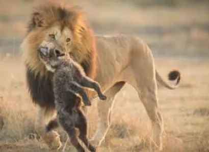 5 Nights / 6 Days Amboseli, Tsavo West & Tsavo East Safari