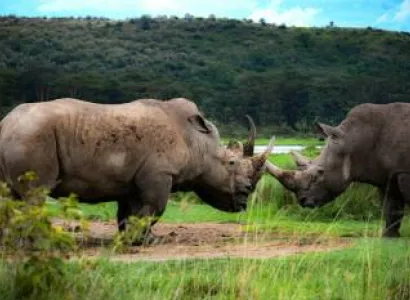 3 Days / 2 Nights Lake Nakuru & Lake Naivasha Safari