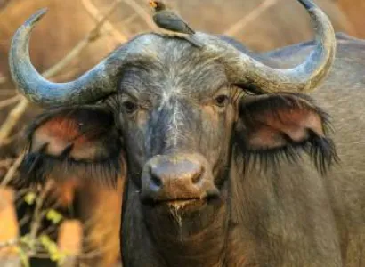 1 Night 2 Days Tsavo East Safari Package from Mombasa