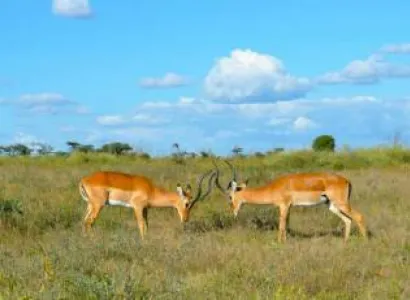 1 Night 2 Days Tsavo East Safari Package from Mombasa