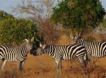 1 Night 2 Days Ngutuni Sanctuary safari package