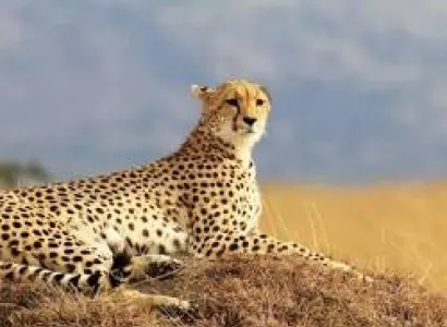 3 Days / 2 Nights Samburu Safari from Nairobi