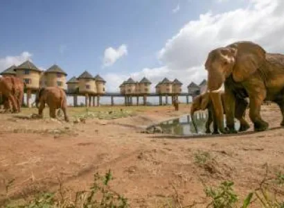 2 Nights 3 Days Tsavo West & Salt Lick Safari