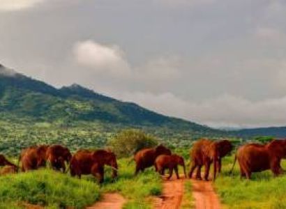 Tsavo East Red Elephants DAYTRIP