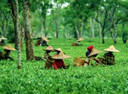Assam Tour Package 5 Days - 4 Nights