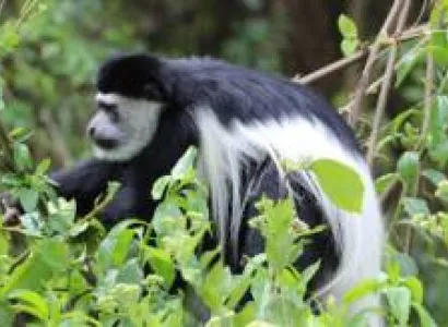 8 Days Safari To Most Celebrated African Parks Tour