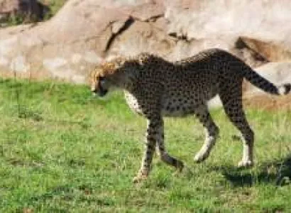 4 Days Lake Manyara - Ngorongoro Crater And Tarangire National Park Tour