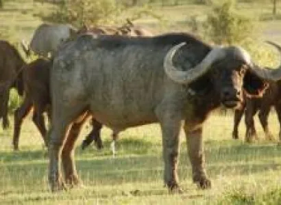 6 Days Manyara - Tarangire - Serengeti - Ngorongoro Lodge Tour