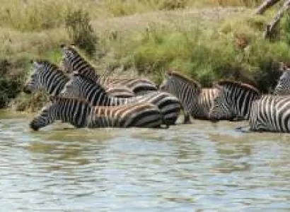 4 Days Tarangire - Serengeti - Ngorongoro Safari Tour