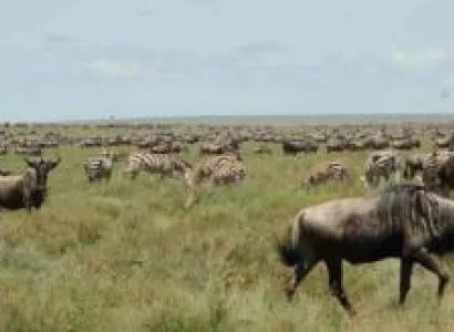 5 Days The Great Wildebeest Calving Safari Tour