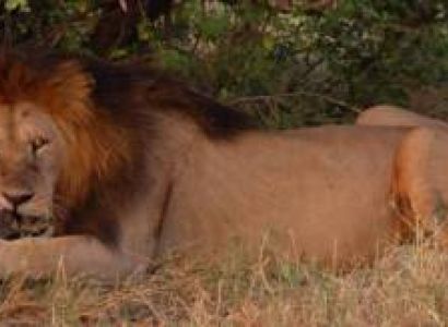 5 Days Serena Luxury Tanzania Safari Tour