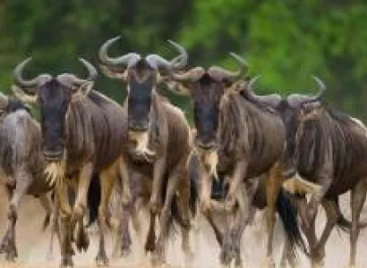 7-Day Journey Of The Wildebeest - Luxury Tour