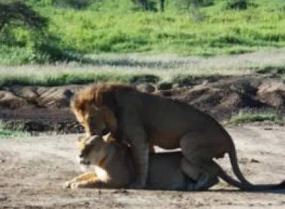 7 Days 6 Night Northern Safari Circuit Tour