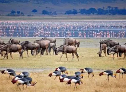 7-Day Journey Of The Wildebeest - Mid-Range Tour
