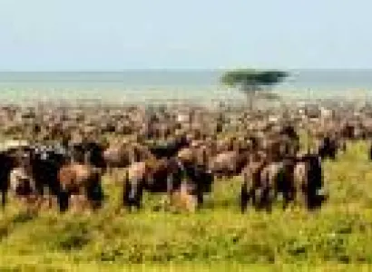 8-Day Safari - Including Serengeti - Zanzibar Extension Tour