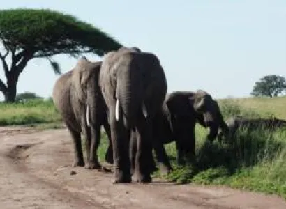 8 Days 7 Nights Safaris Experience In Tanzania Tour