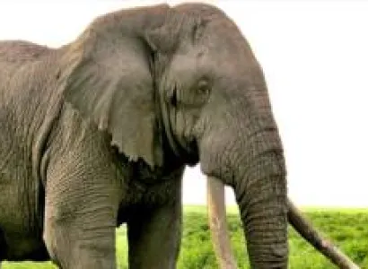 16 days Northern Safari And Chimpazee Tracking Tour